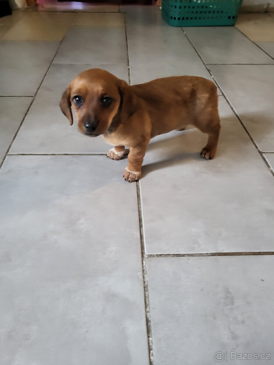 Jezevčík standard x Jezevčík trpasličí pejsek - 3