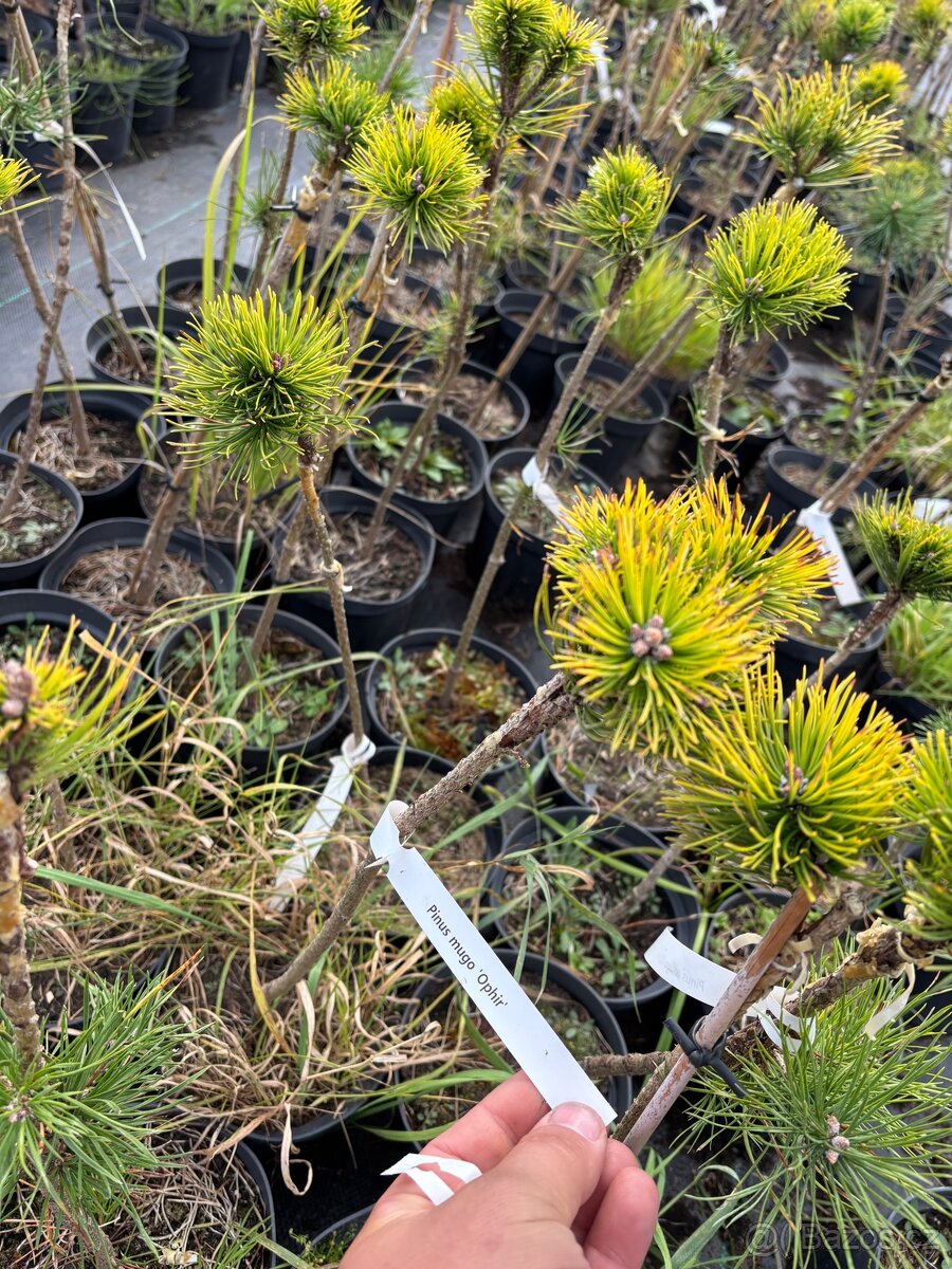 Borovice c3 doprava - 3