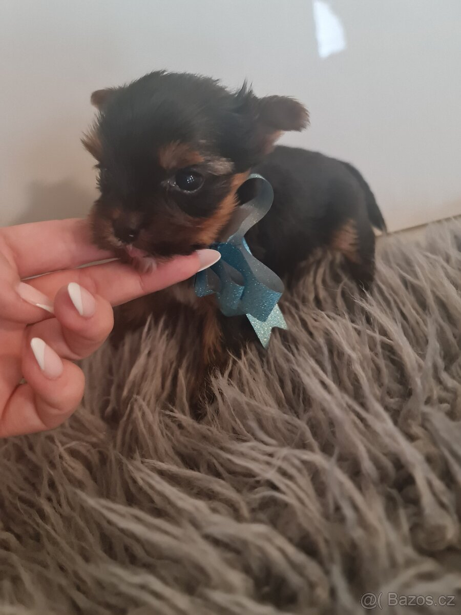 Jorkšírský teriér mini pejsek bez PP - 3