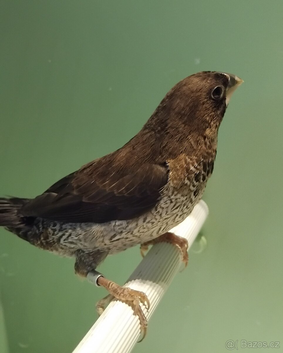 Chůvičky japonské - 3