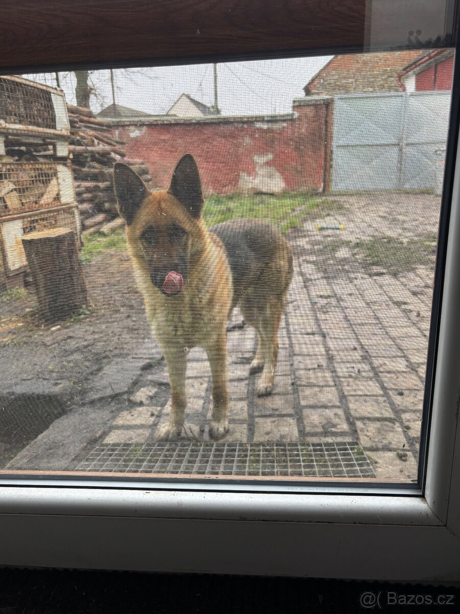 Německý ovčák - 3