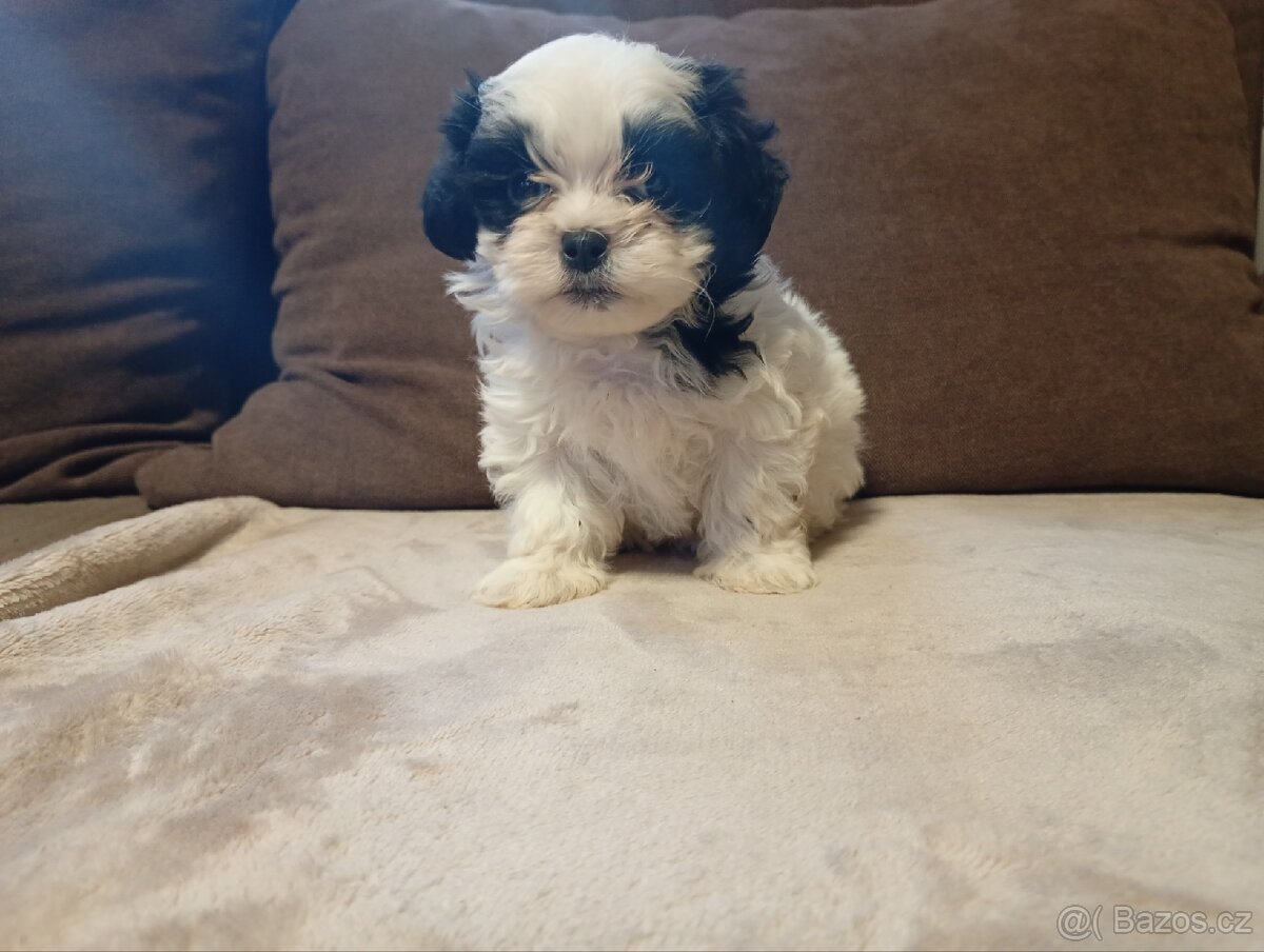 Jorkšírský teriér biewer - 3