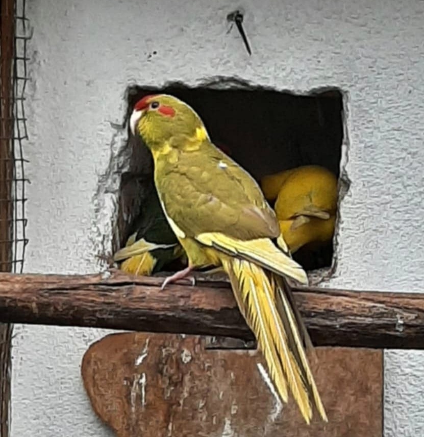 Kakariki rudočelí - 3