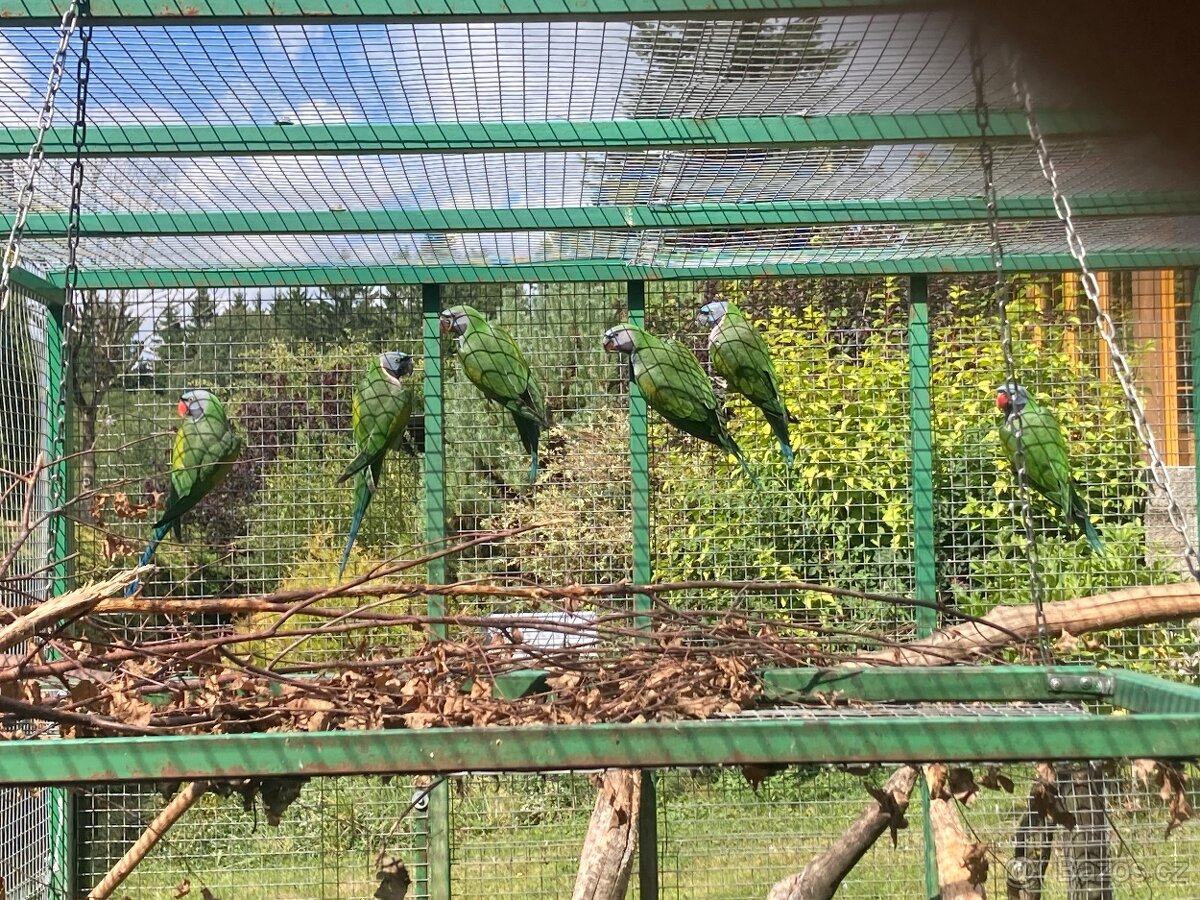 Alexandr čínský - 3