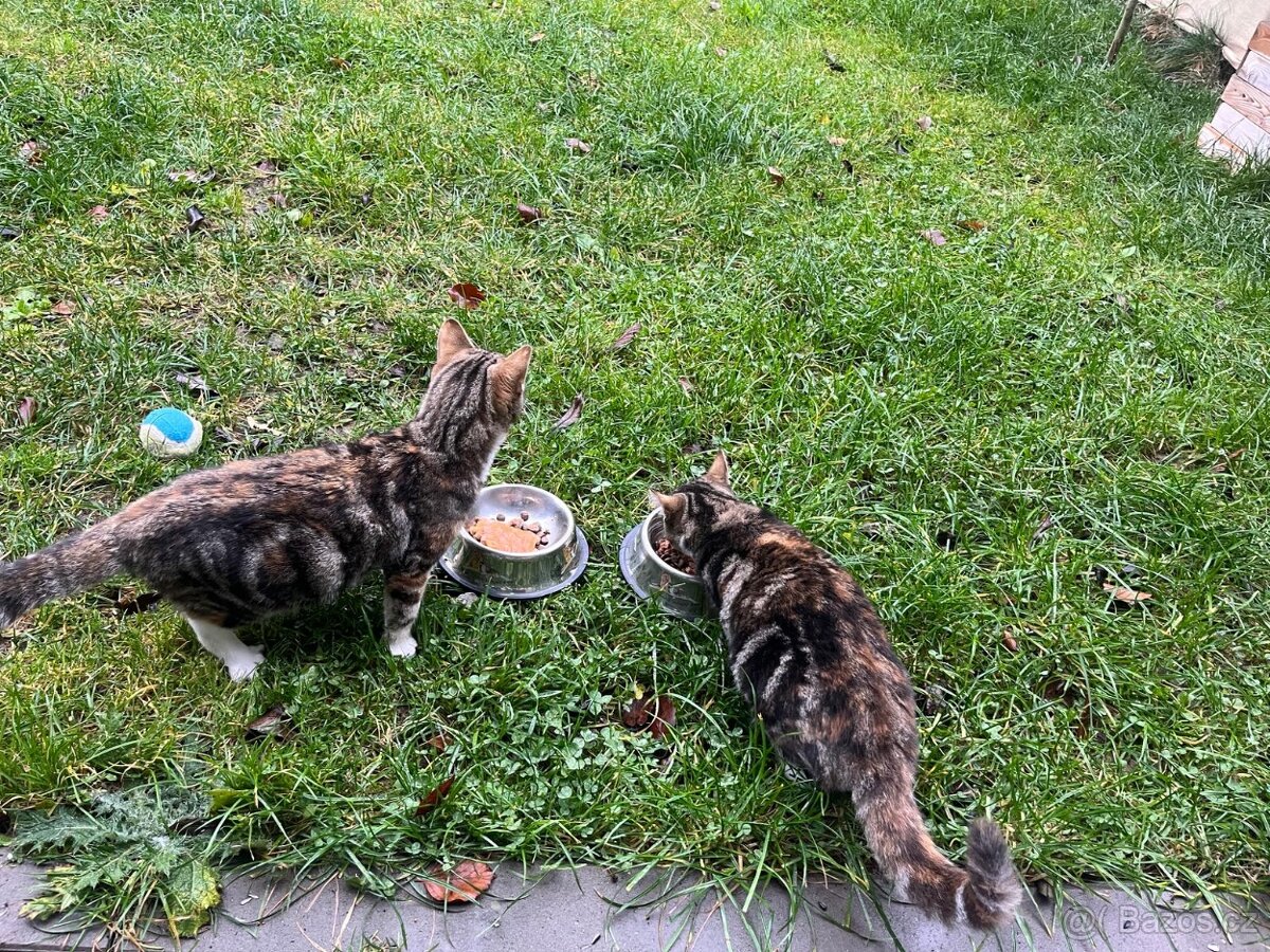 Daruji 2 kočičky do dobrých rukou - 3