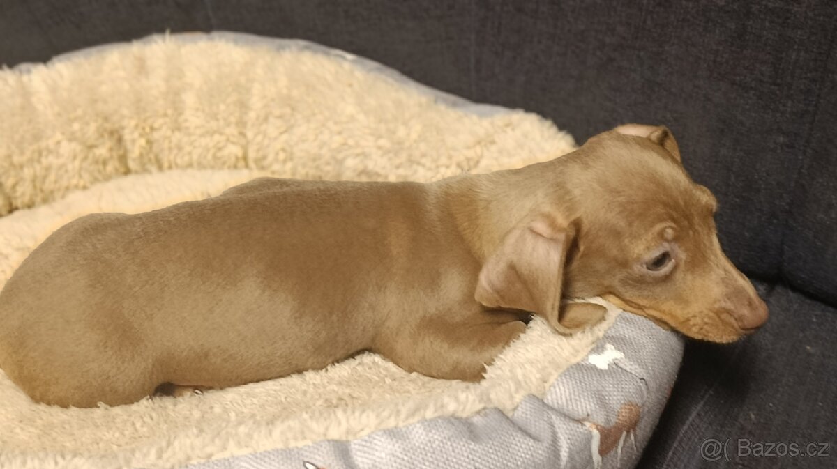 Jezevčík trpasličí pejsek bez PP - 3