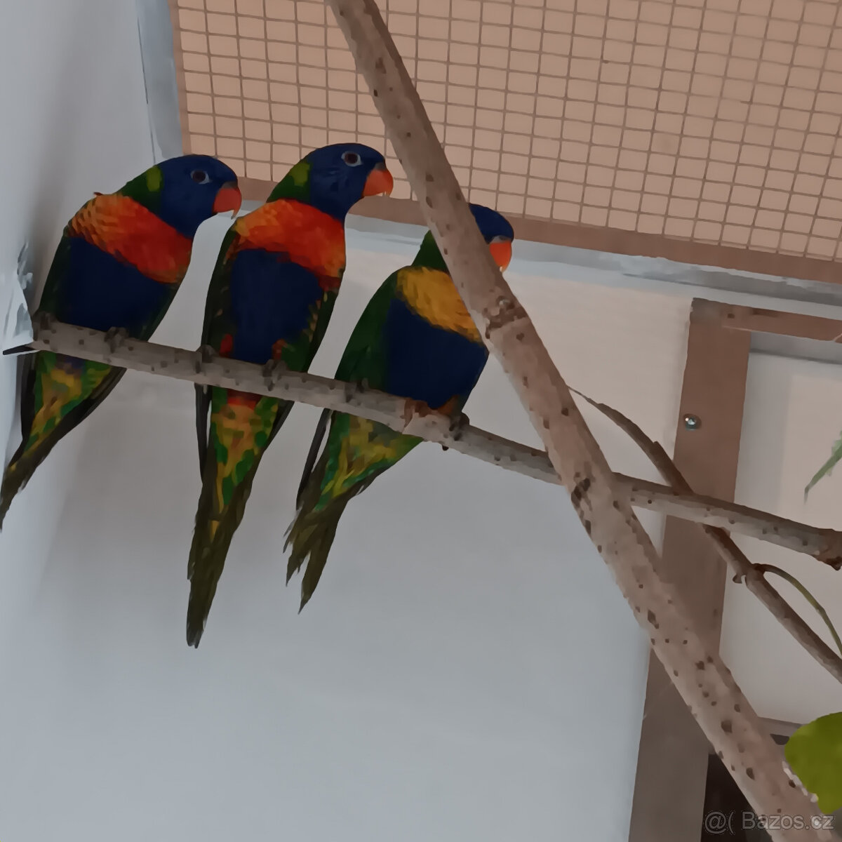 Lori mnohobarvý - 3