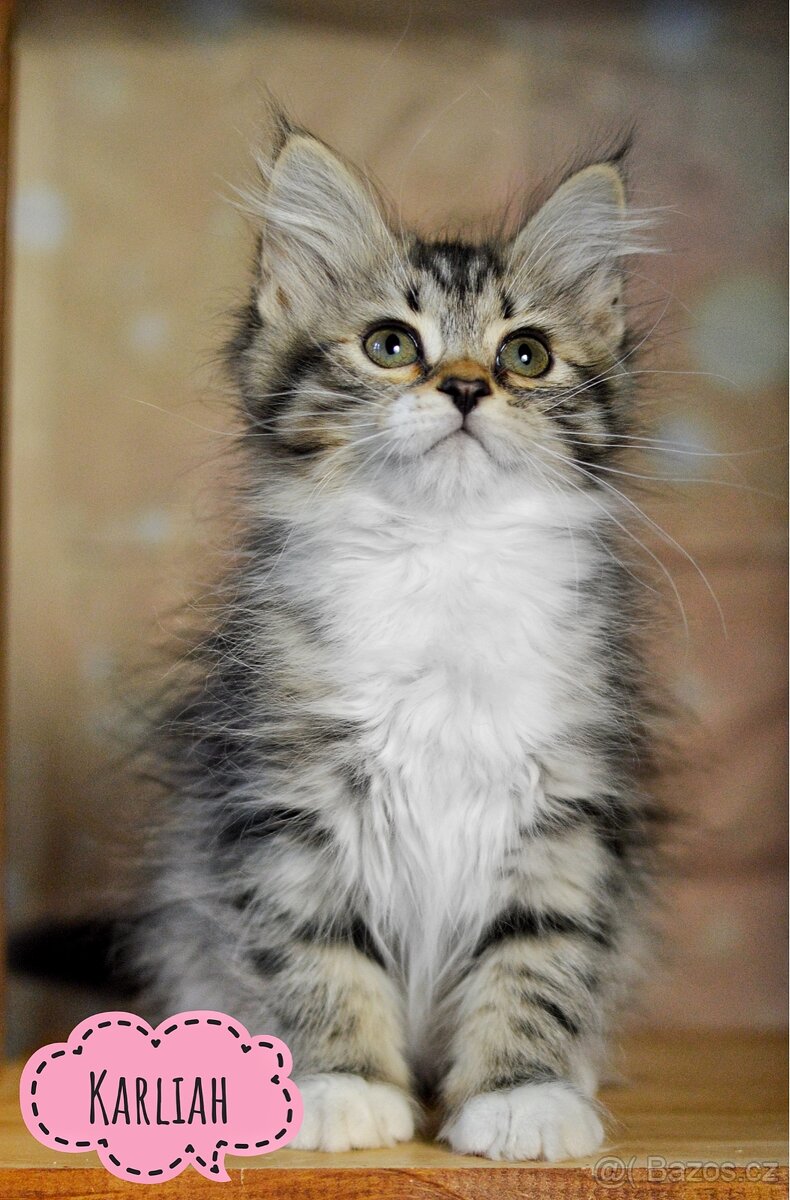 Sibiřská kočka s PP - 3