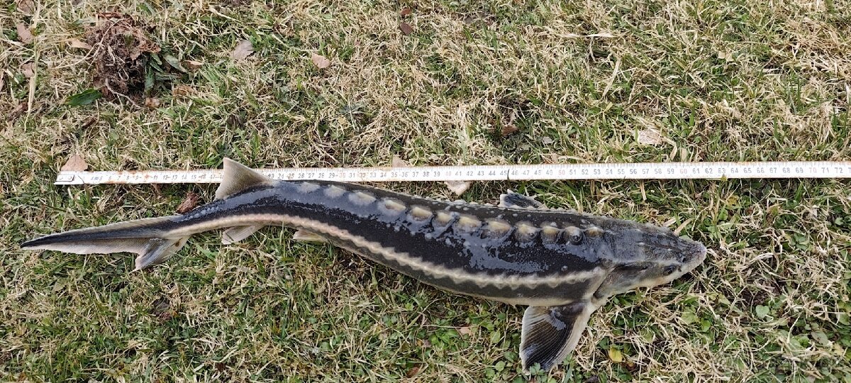 Jeseter Ruský a Sibiřský - 3