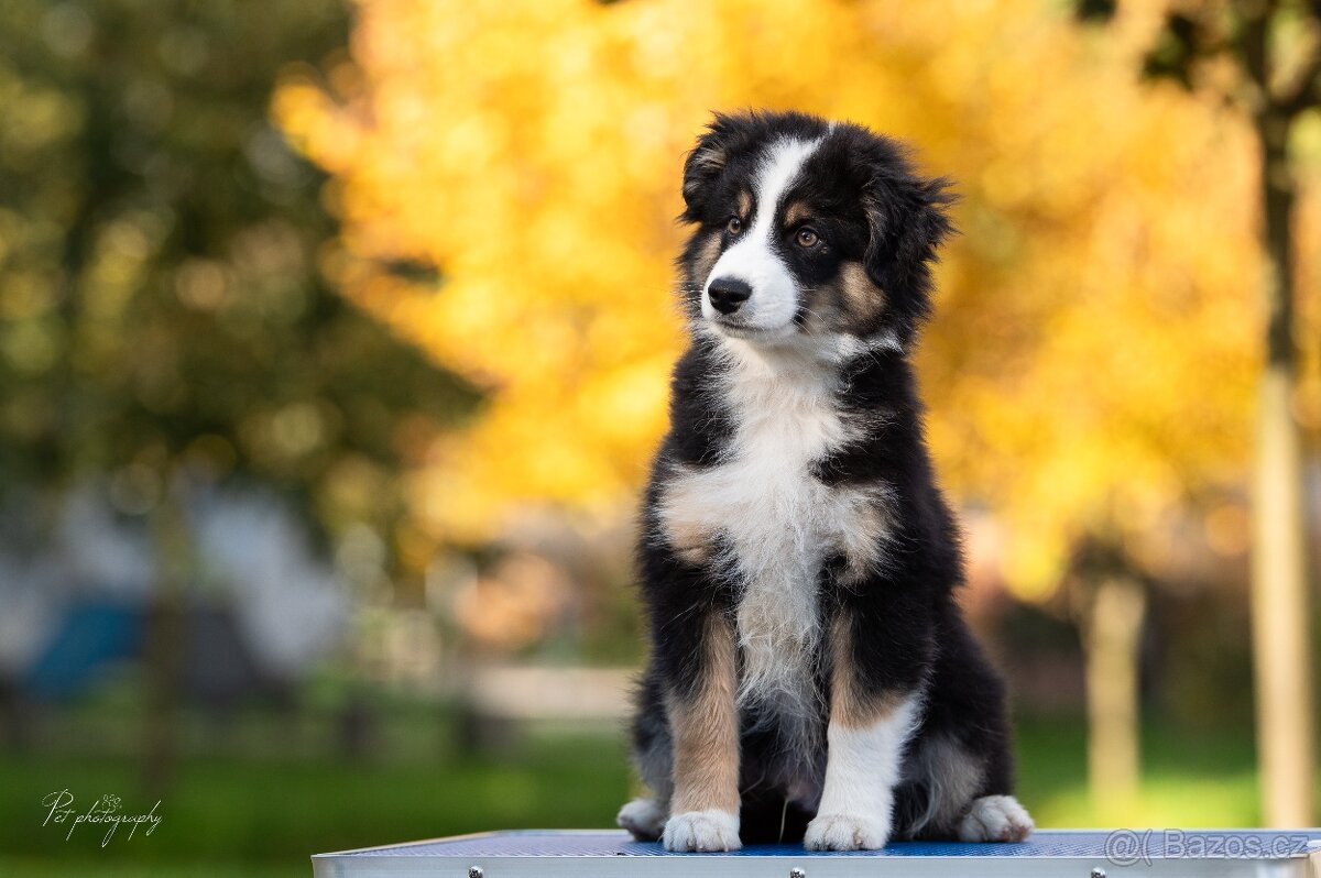 Miniaturní americký ovčák - 3