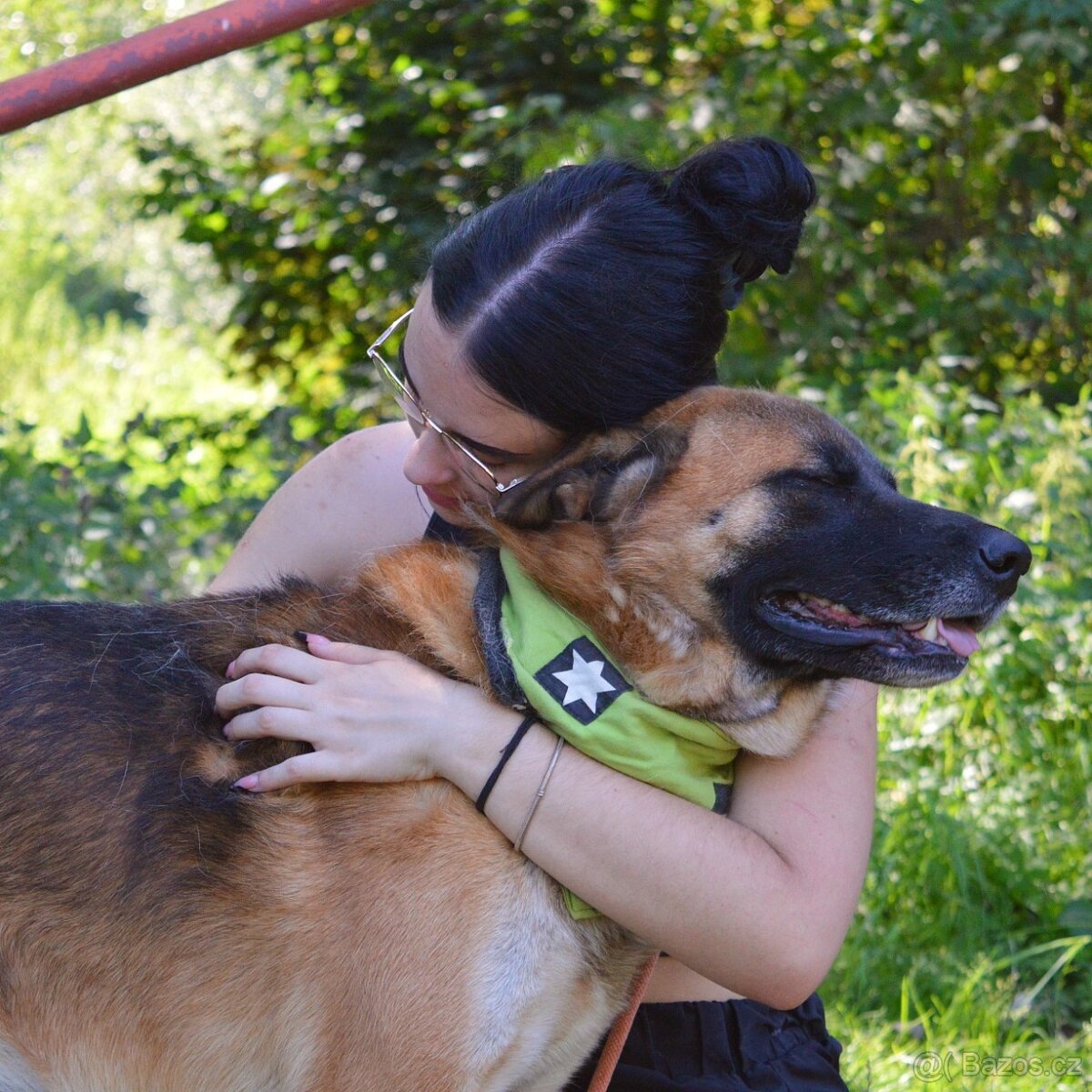 🐾 Tessar – mladý kříženec německého ovčáka a akita inu hled - 3