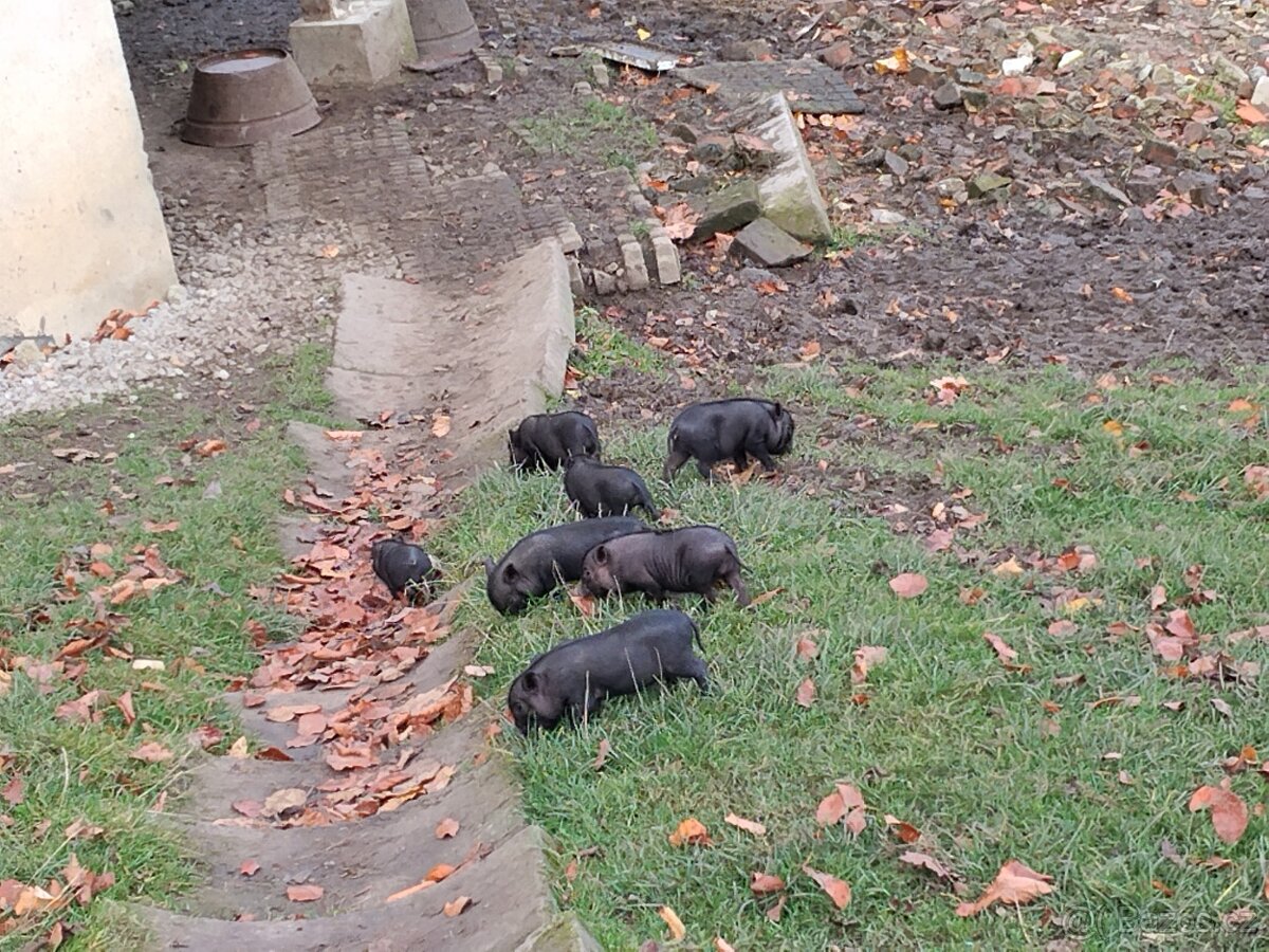 Selata vietnamské - 3