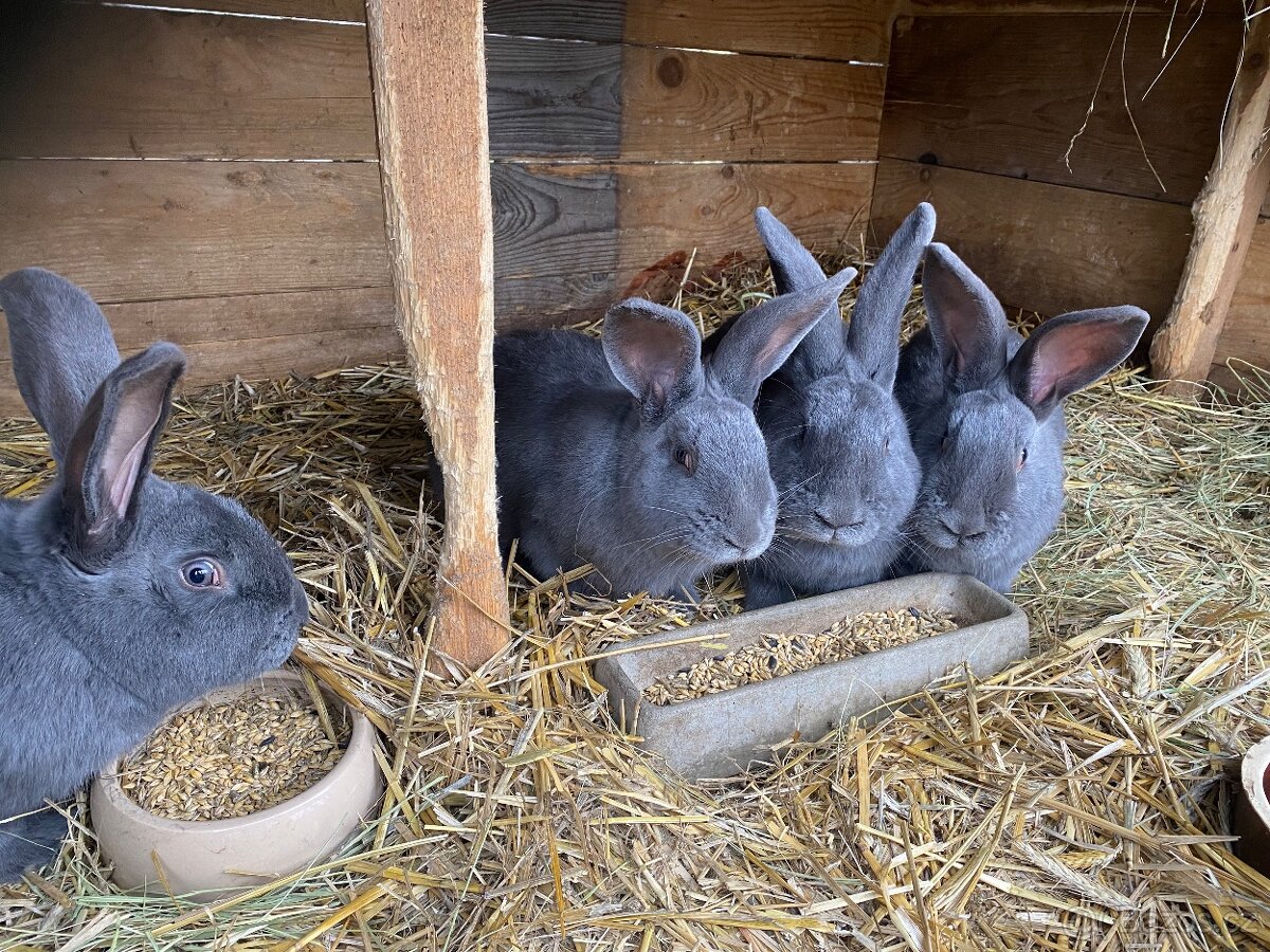 Králík Moravský modrý - 3