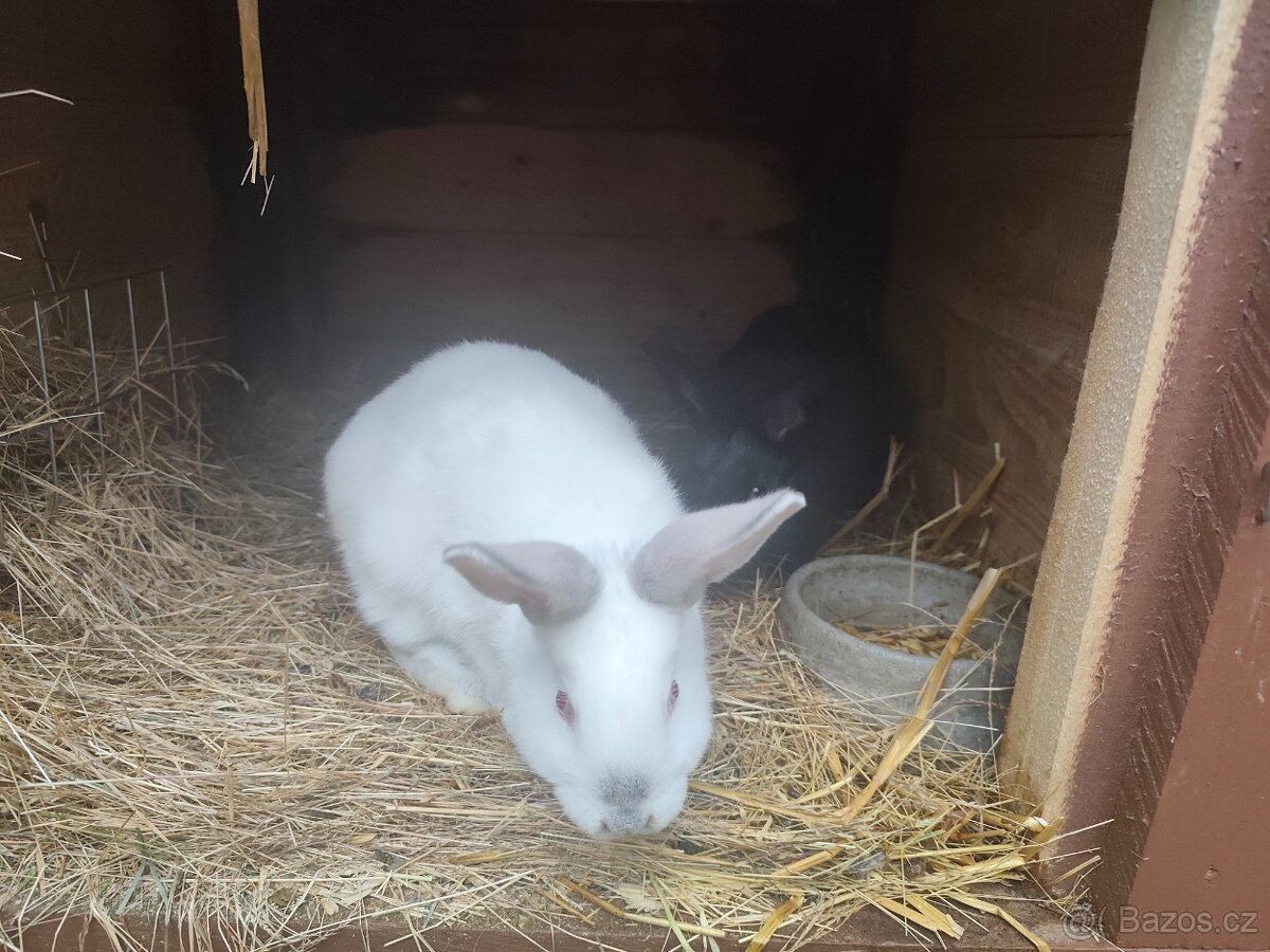 Králíci - 3
