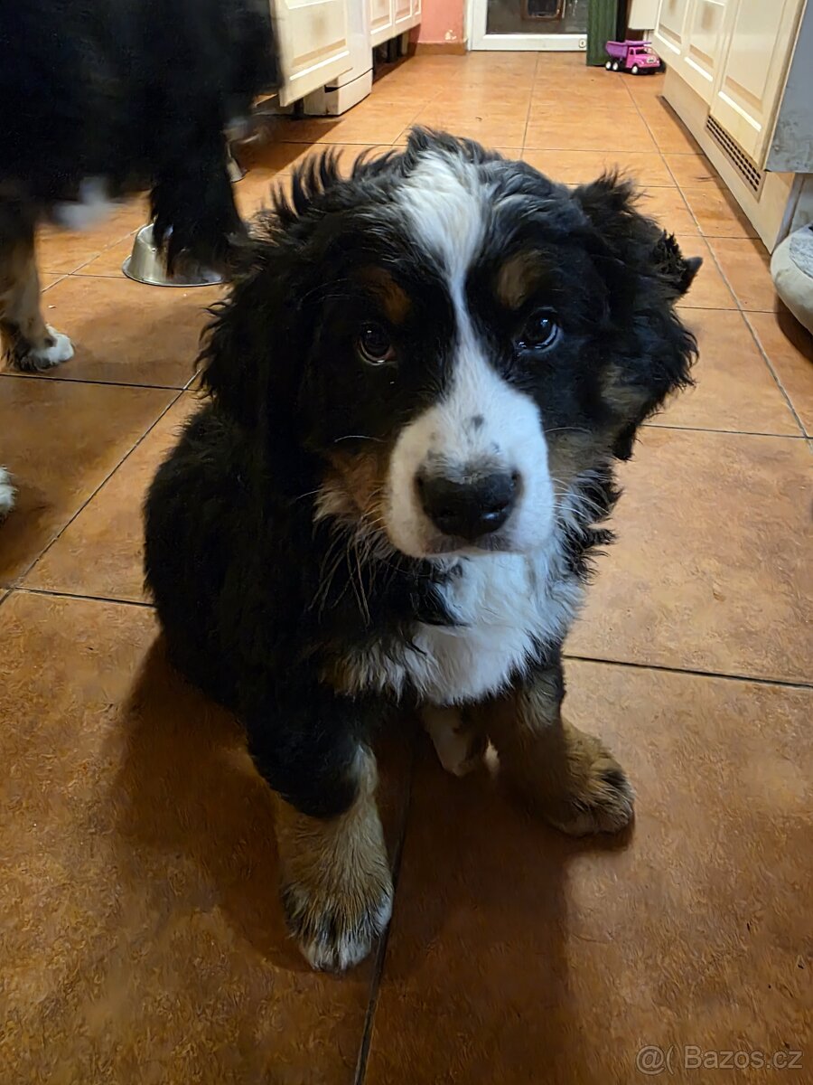 Bernský salašnický pes s PP - 3