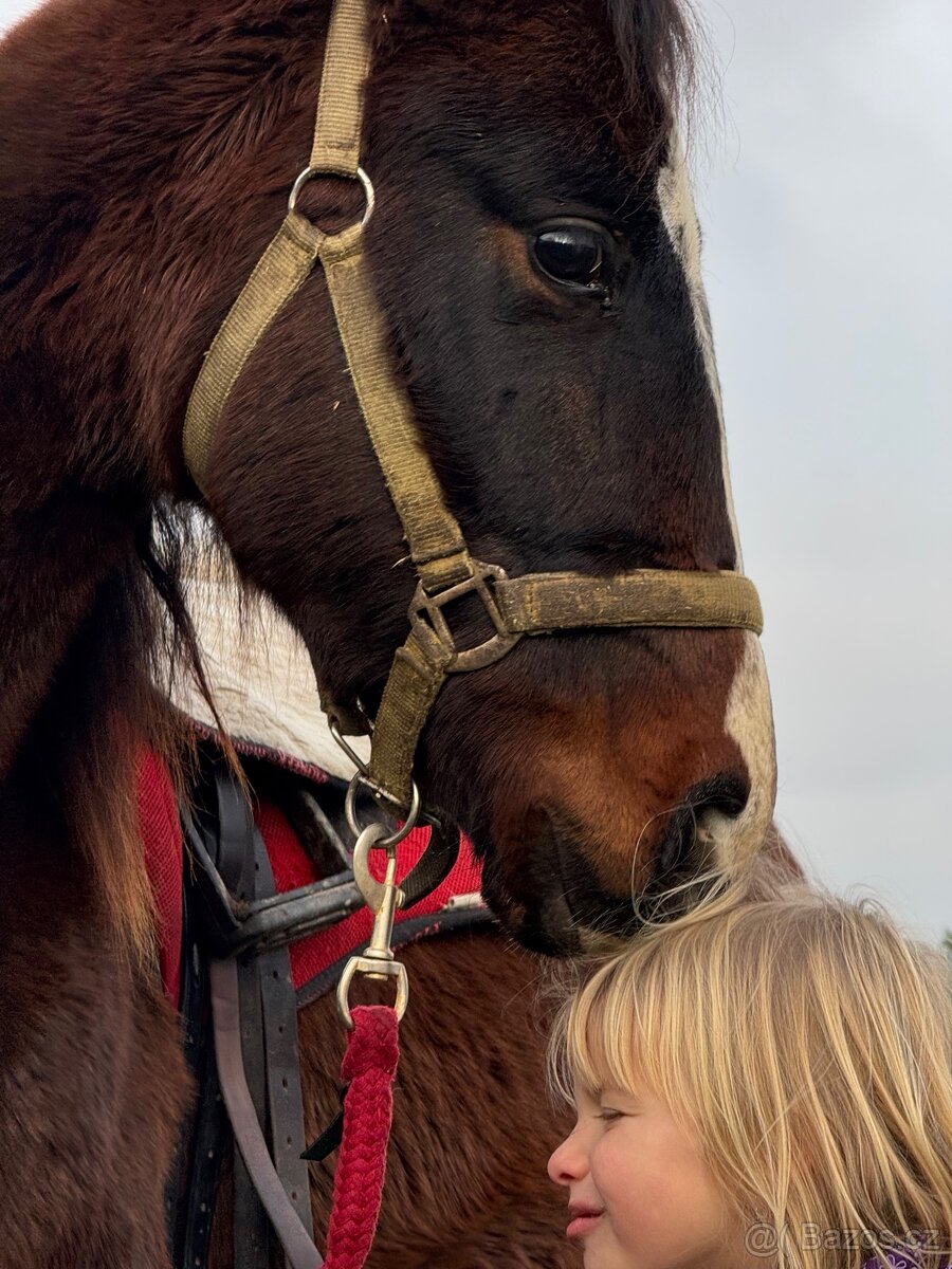 Hřebeček do rodiny - 3