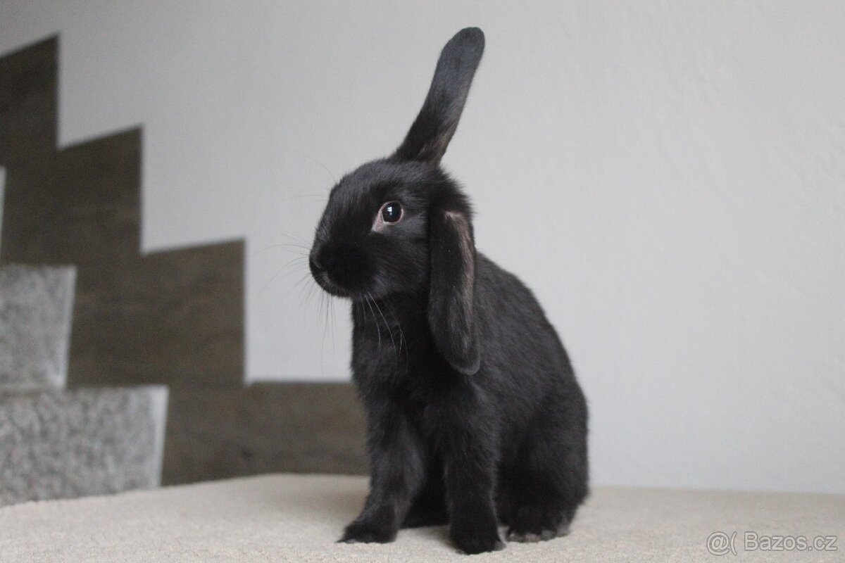 Sportovní králík s PP - 3