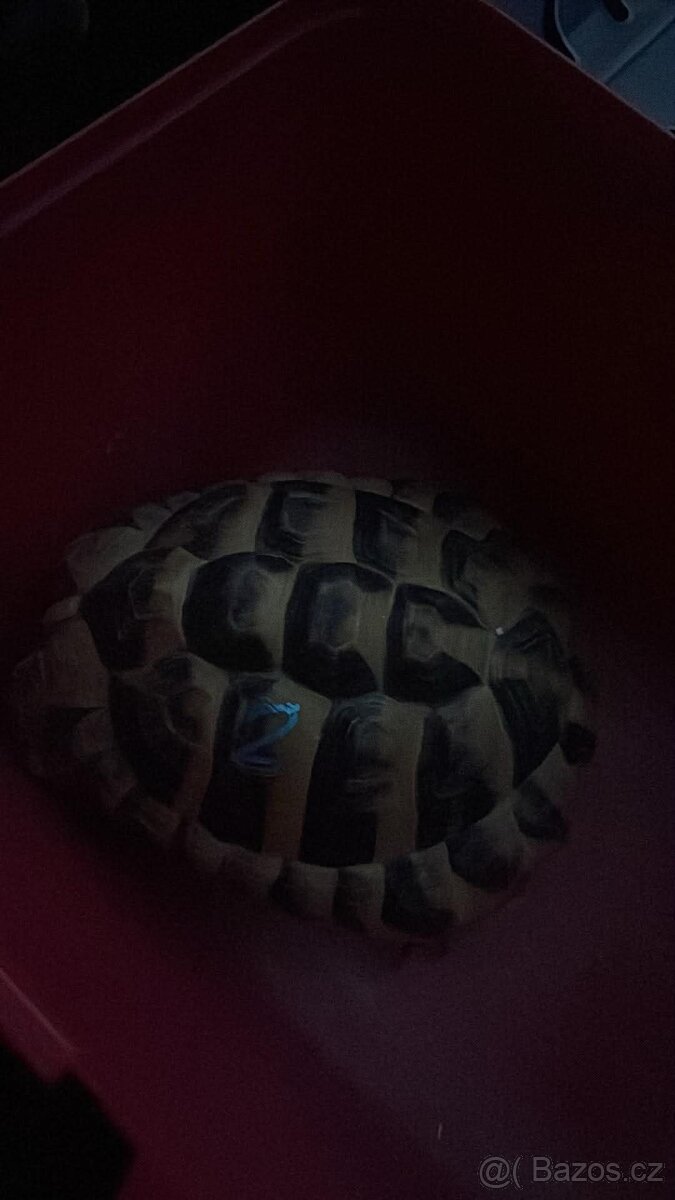 Želva Zelenavá (testudo hermanni) - 3