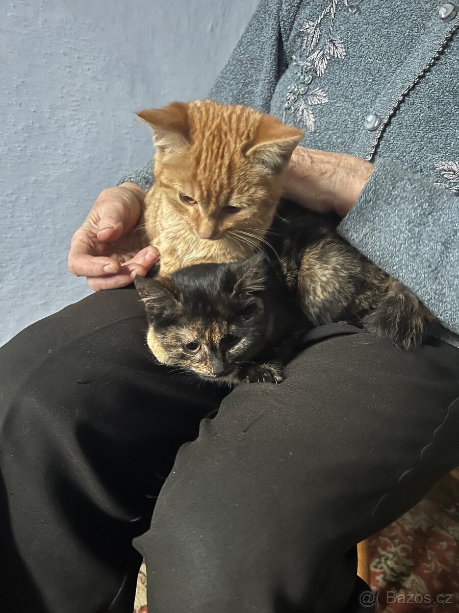Daruji koťátka - 3