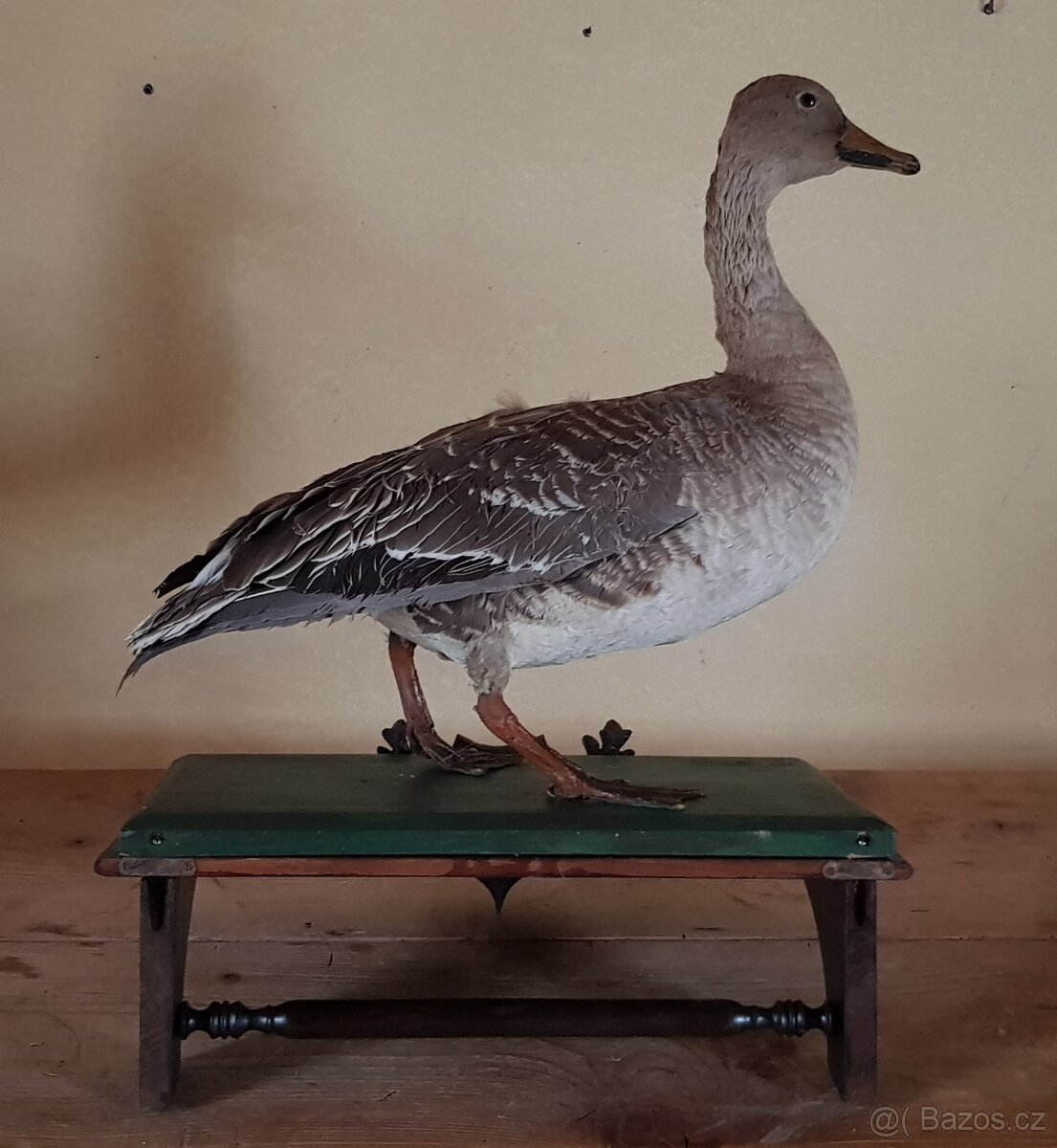 Stará lovecká trofej KACHNA - myslivost - dekorace - 3