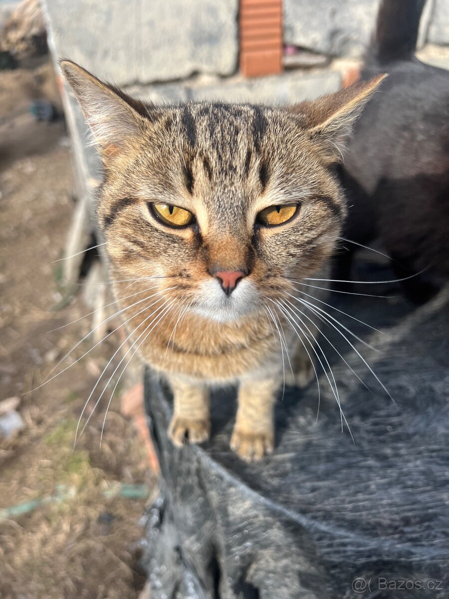 Kocour k odběru - 3
