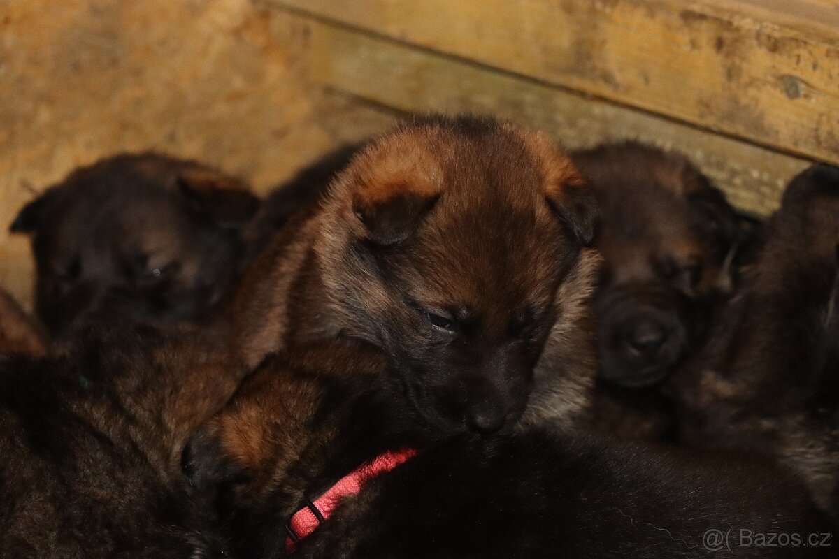 Německý ovčák s PP - 3