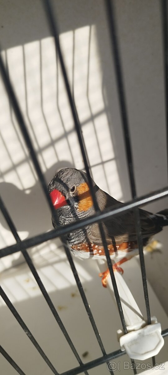 Pásovník dlouhoocasý, zebřičky, chůvičky - 3