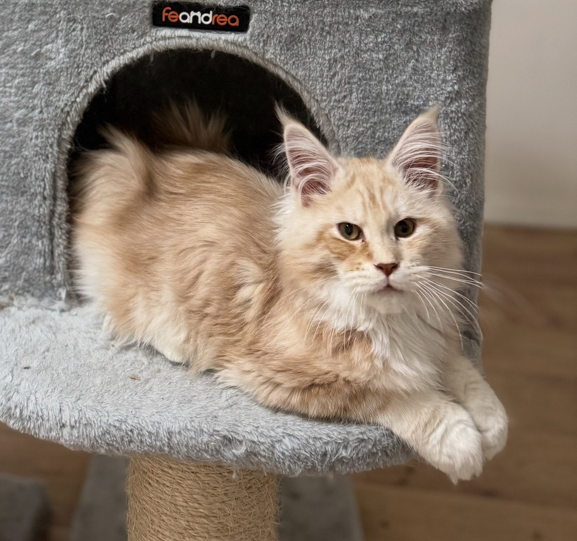 Mainská mývalí s PP - 3