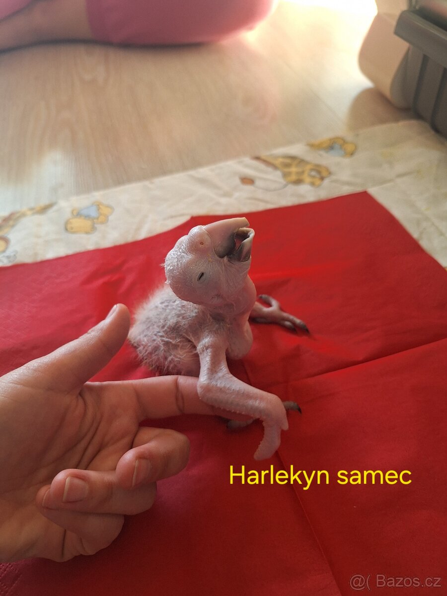 Ara ararauna. Ara harlekyn - 3