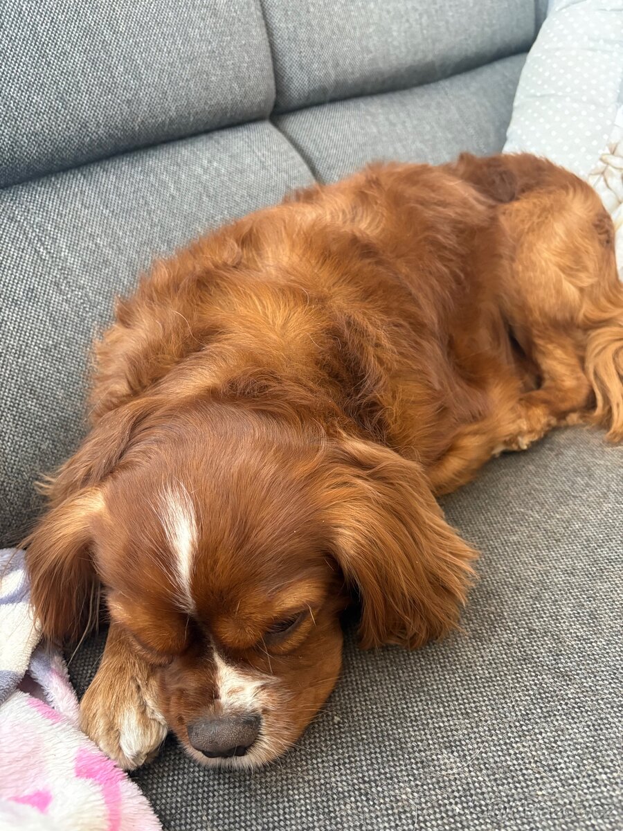 Ahoj, jmenuji se Miky 🐶 - 3