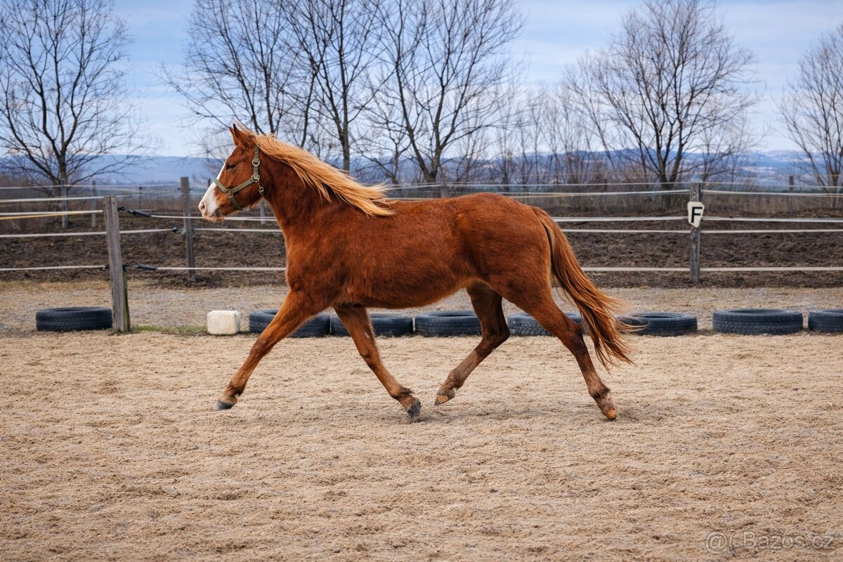 Dvouletá klisna - 3