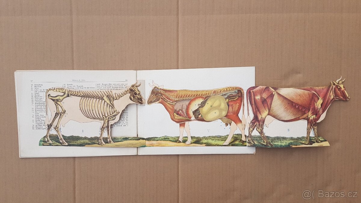 Staré německé knihy kůň a domácí dobytek - skot, - 3