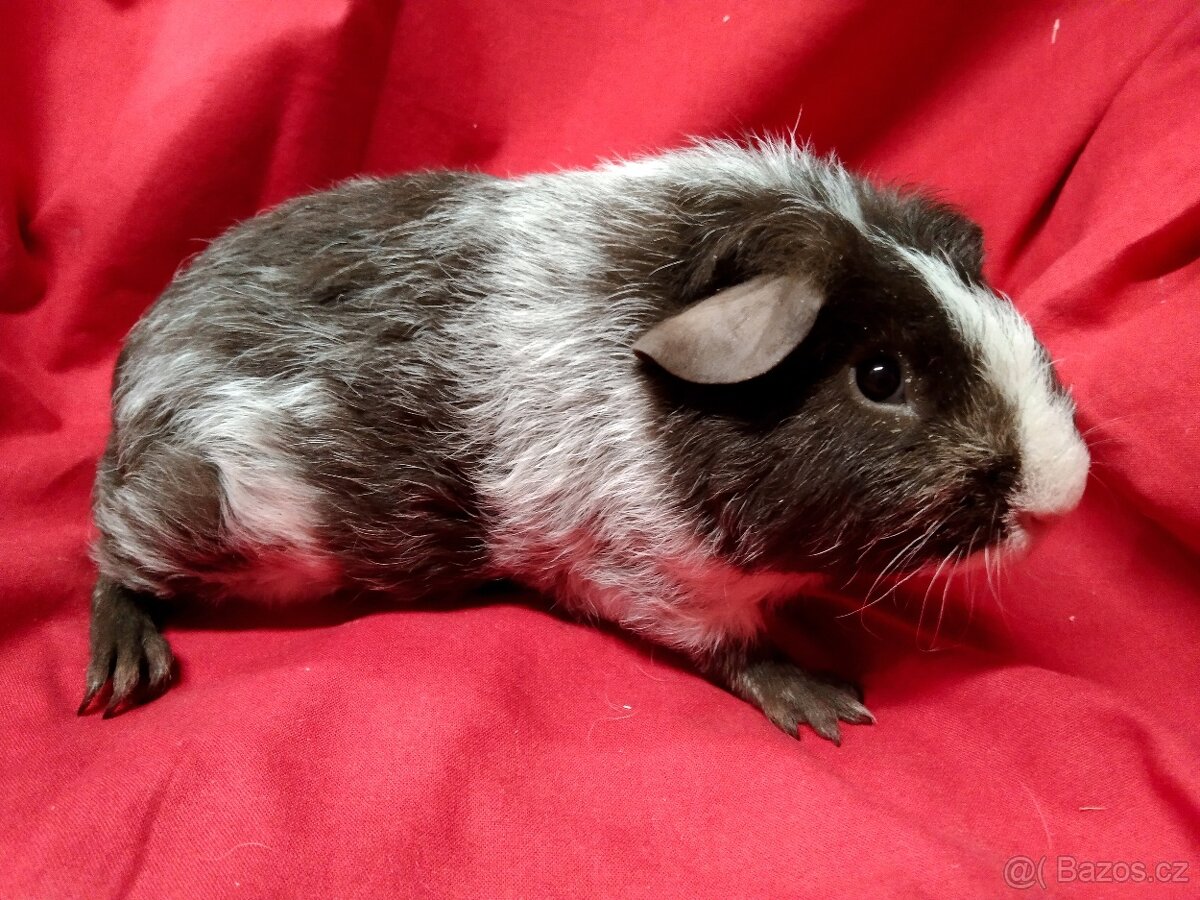 Morče,2 kluci dalmatini - 3