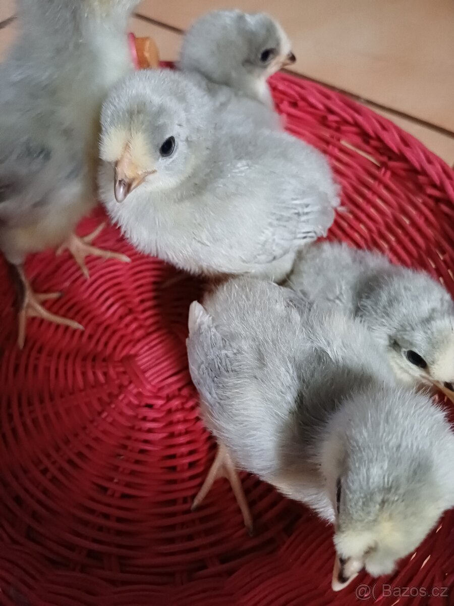 Prodám kuřátka araukany levandulovy - 3