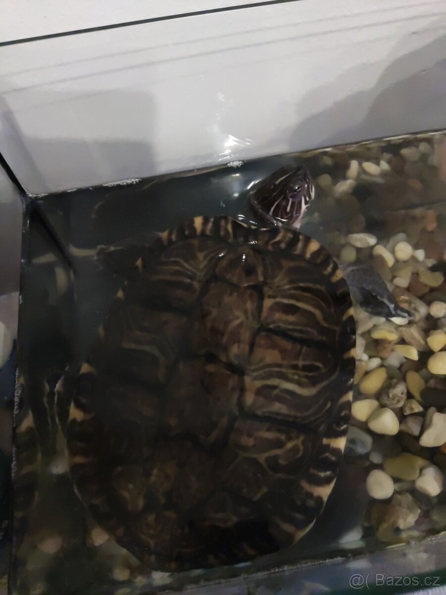Dvě větší vodní želvy - 3