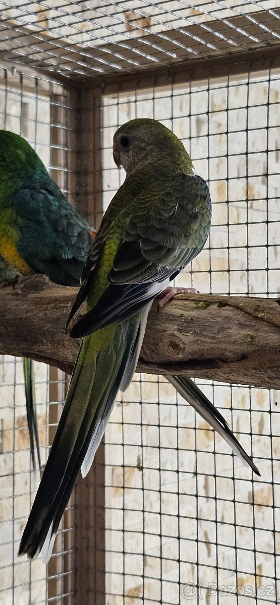 Papoušek zpěvavý - samička - 3