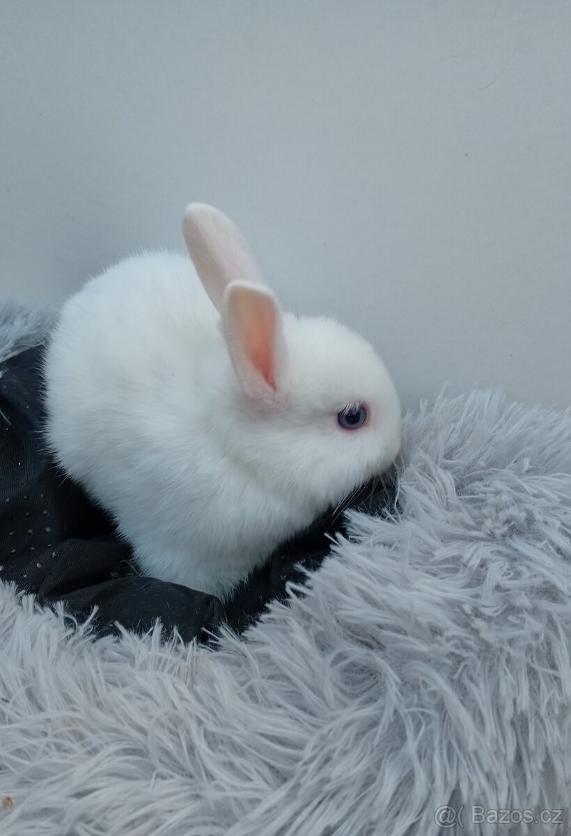 Zakrslý králíček I5 - 3