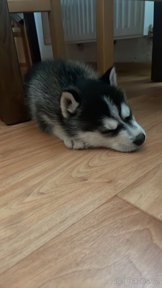 Sibiřský husky - 3