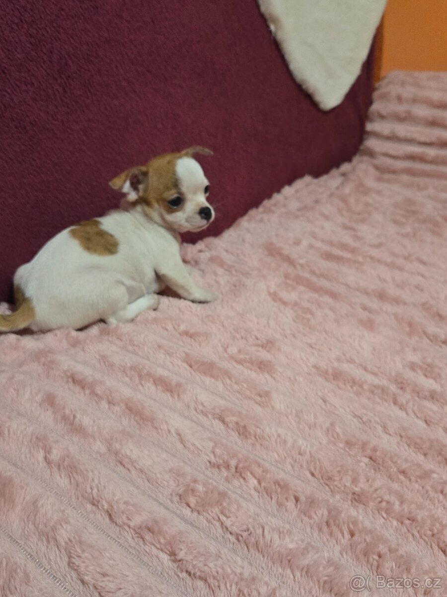 ČIVAVA KRÁTKOSRSTÁ MINI FENEČKA - 3