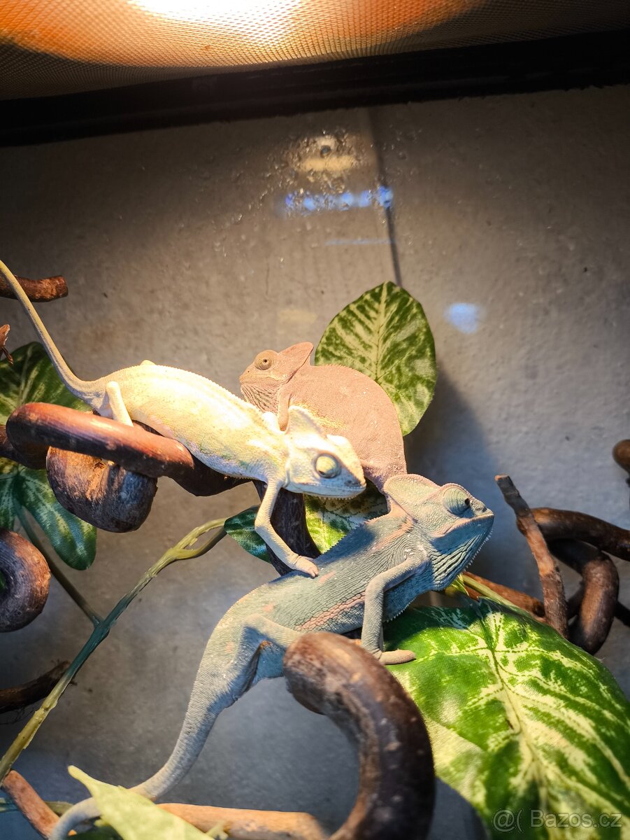 Chameleon jemenský - 3