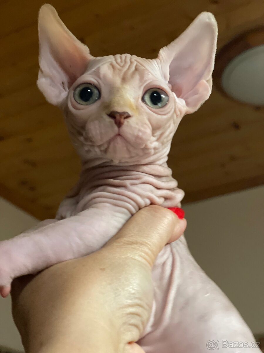 Sphynx koťátka s PP - 3