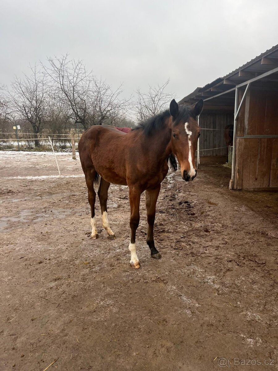 Prodám klisnu ČT - 3