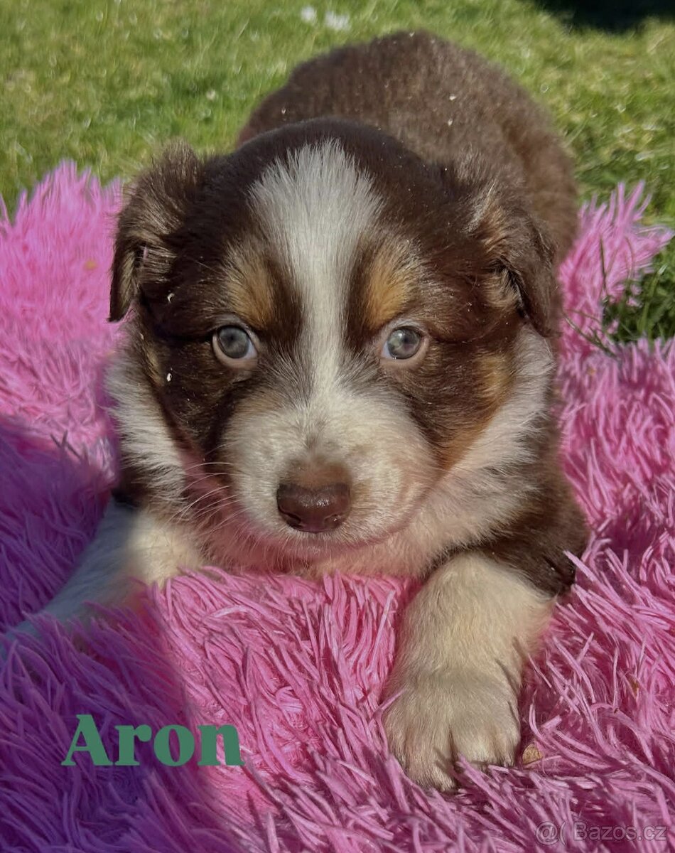 Australský ovčák bez PP - 3