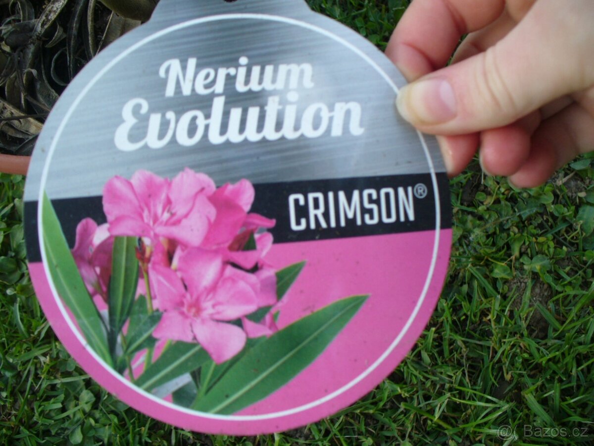 Oleander růžový - 3