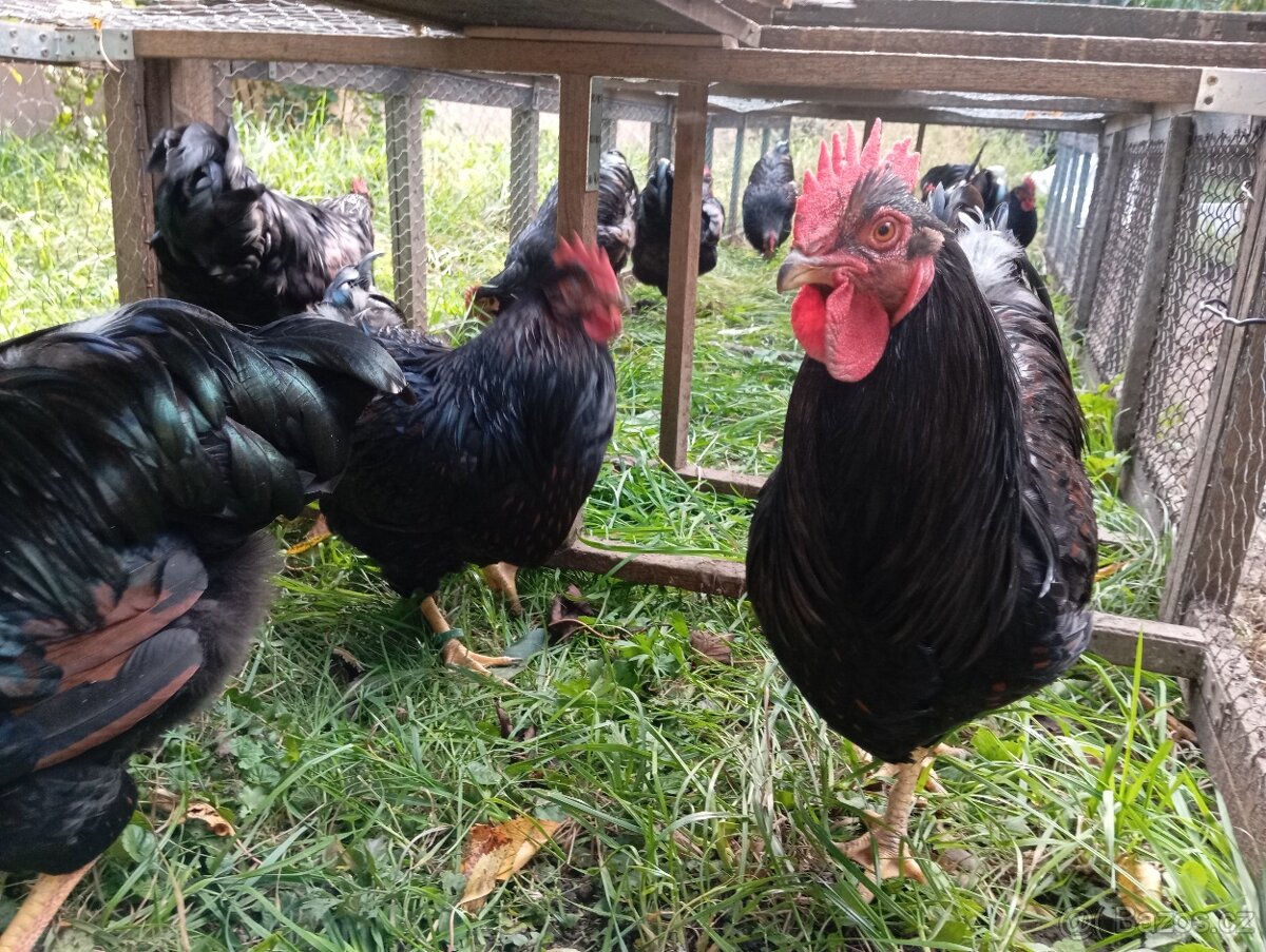 Barneveldka dvojlemová - 3