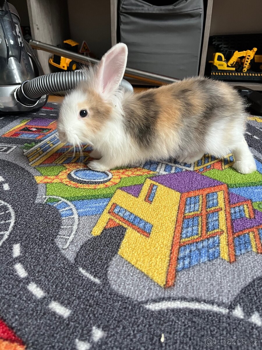 Zakrslý králíček - 3