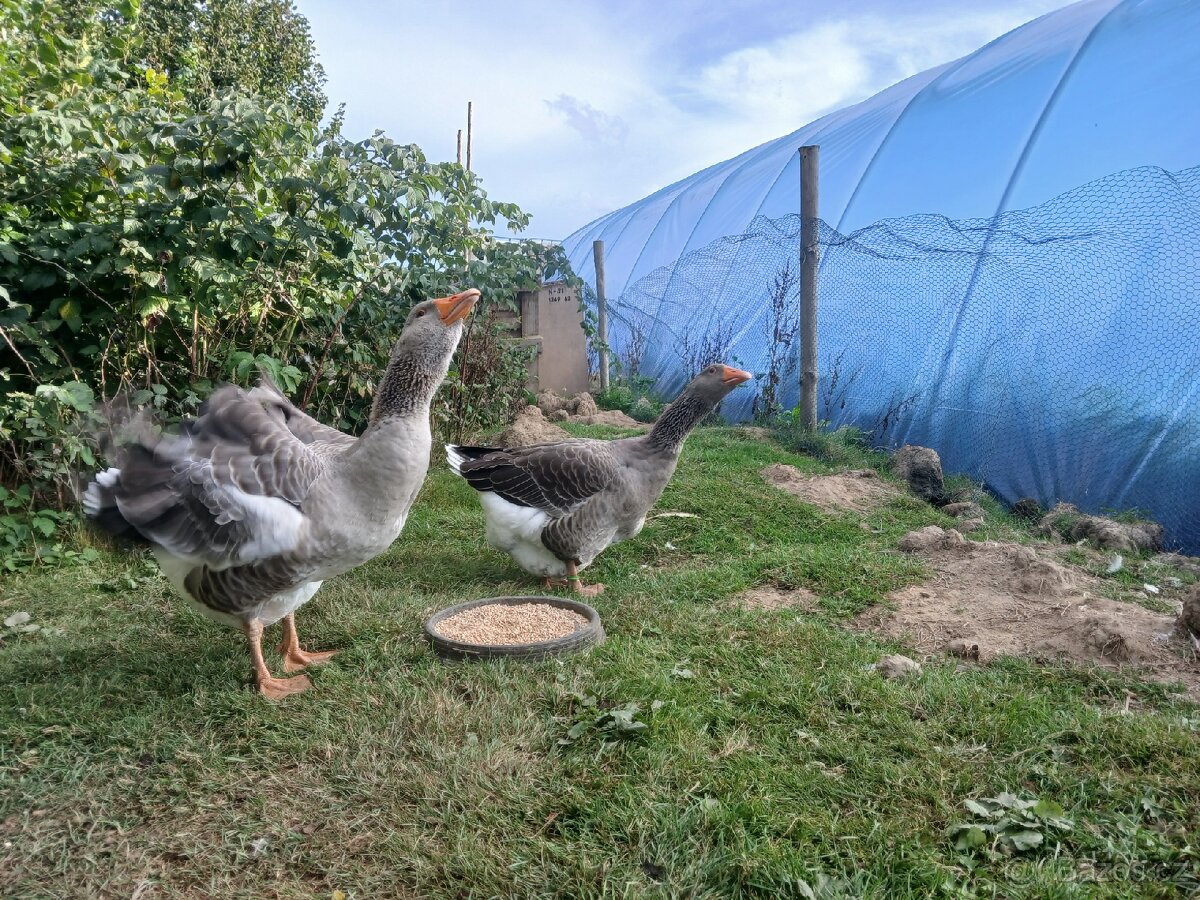 Prodám Houser Landeský - 3