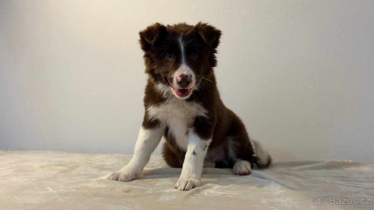 ŠTĚŇÁTKO BORDER KOLIE - 3