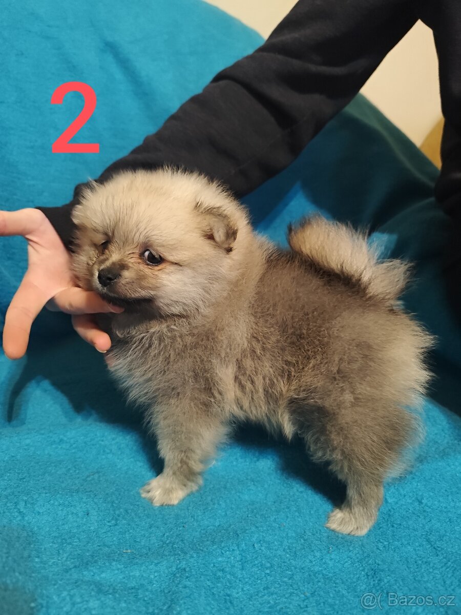 Špic pomeranian štěňátko - 3