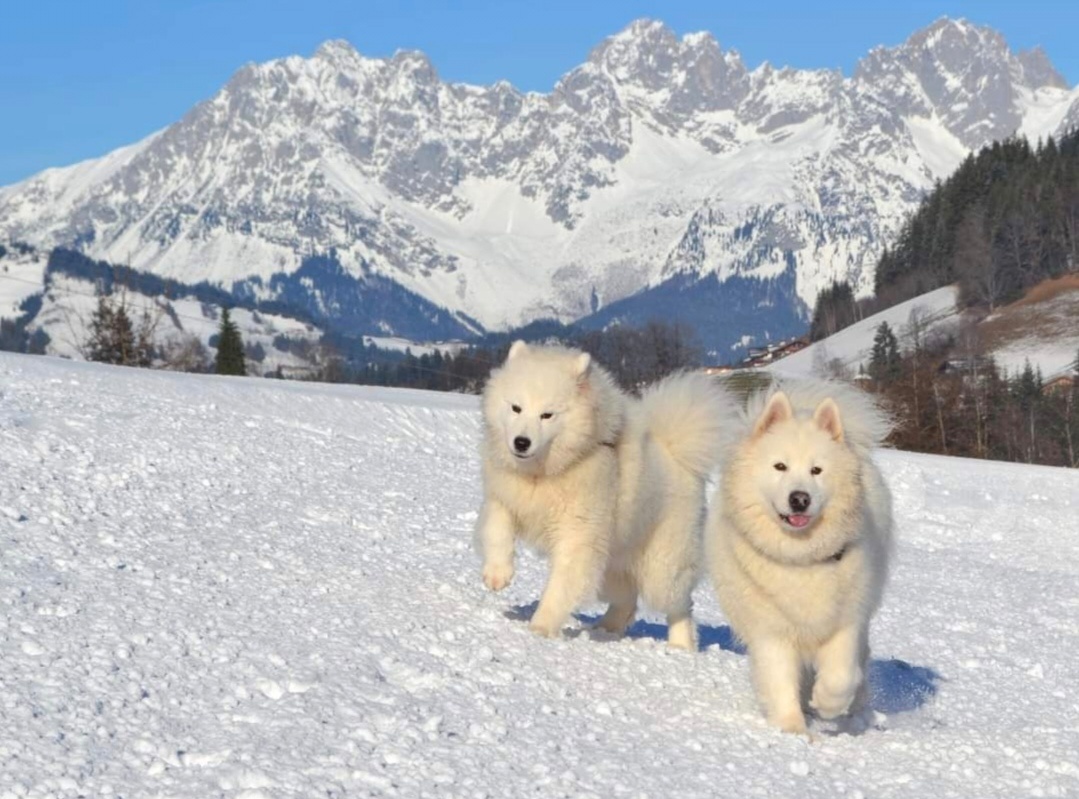 Samojed s PP LA TORRE ROJA - 3